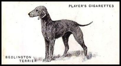 39 Bedlington Terrier